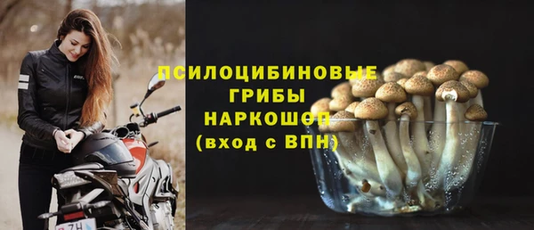 сатива Зеленокумск